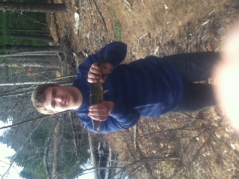 Pickerel