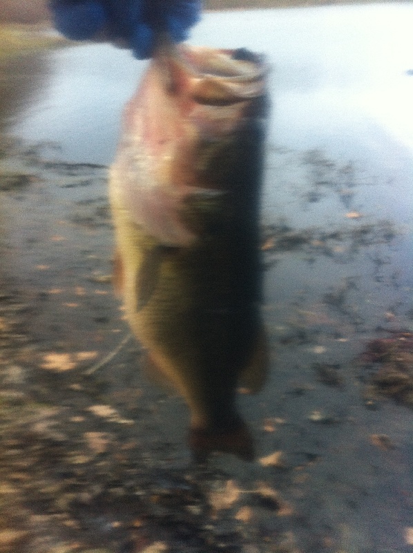 Largemouth Bass