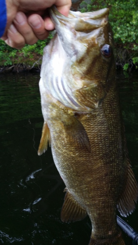 3lb 3oz Smallie