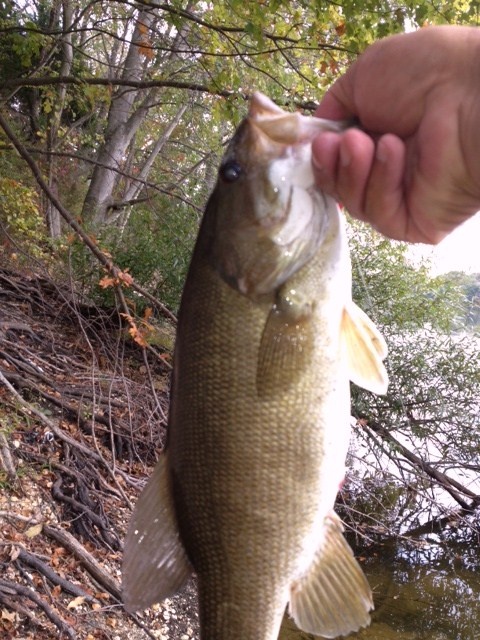 3 lb smallmouth from SNJ