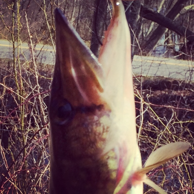 pickerel- 1st of 2014