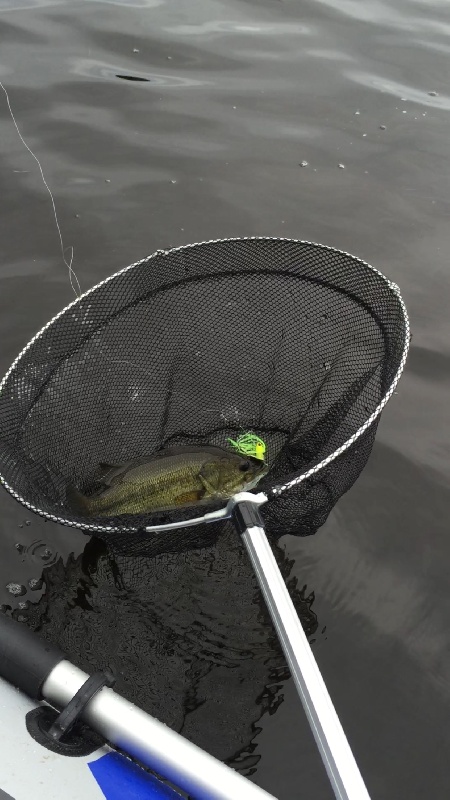 Bass caught at carbuncle pond 7/18